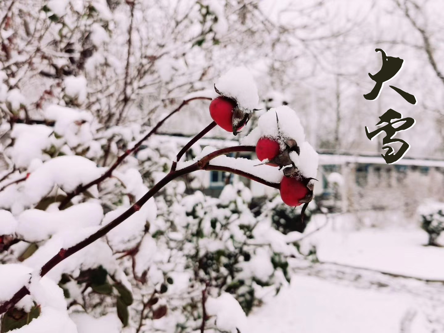 大雪 ▎萬象曉一色，皓然天地中