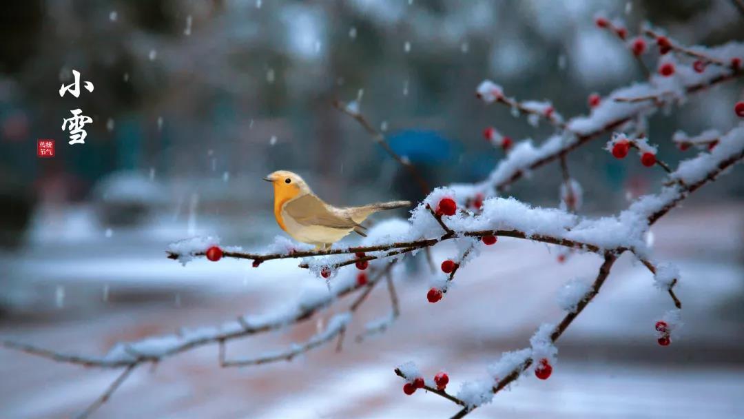 小雪 ▎等一地雪白，與歲月慢酌