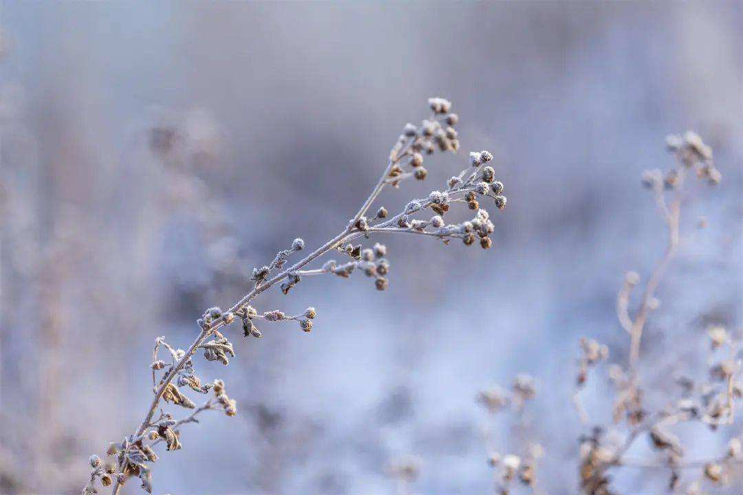 小雪 ▎冬藏萬物，歲月沉香